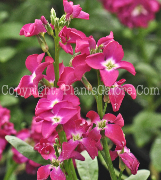 PGC-A-Matthiola-Midget-Rose-Stock-2011-03