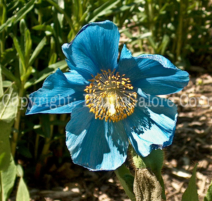 PGC-P-Meconopsis-aa-2010-06