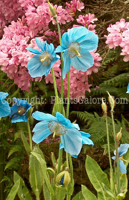 PGC-P-Meconopsis-aa-2010-13