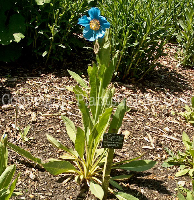 PGC-P-Meconopsis-aa-2010-14