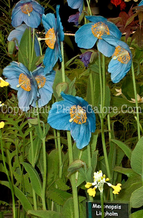 PGC-P-Meconopsis-lingholm-0-2010