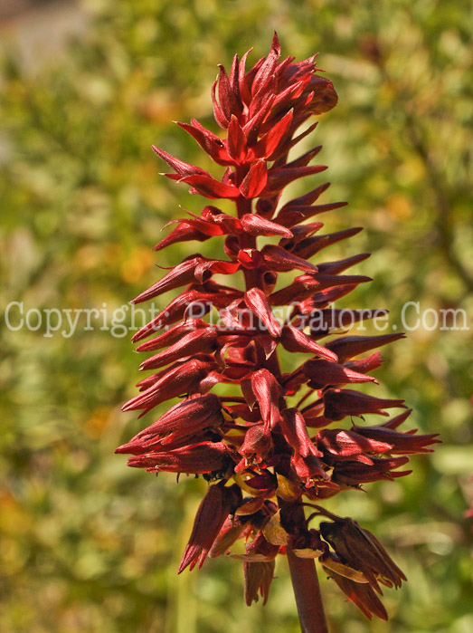 PGC-P-Melianthus-major-04-2012.jpg-1