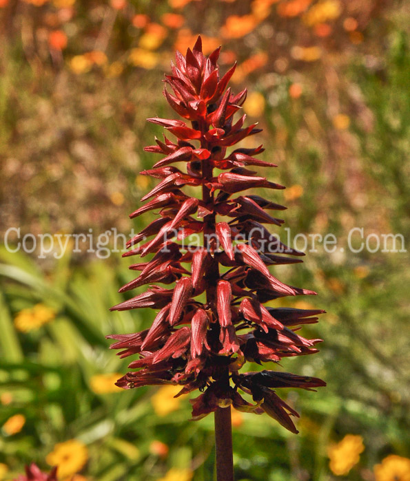 PGC-P-Melianthus-major-04-2012.jpg-2