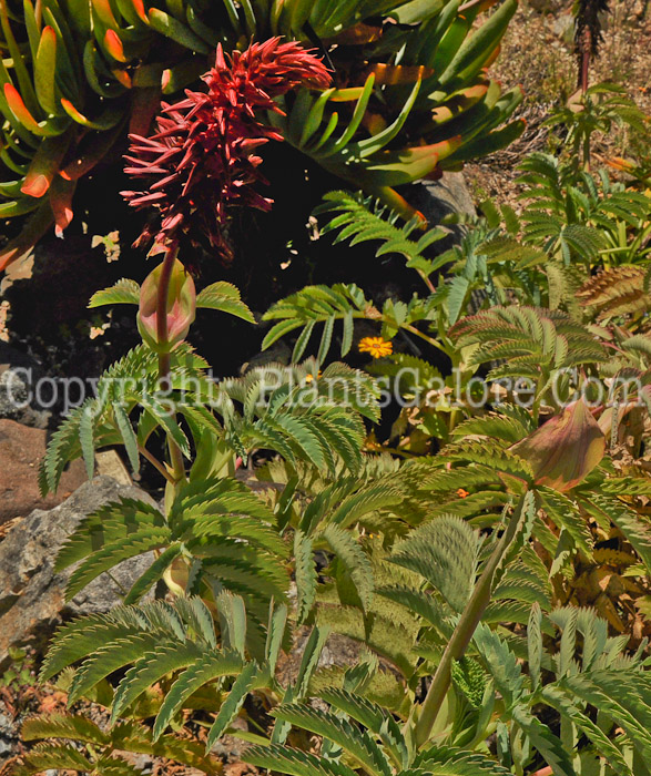 PGC-P-Melianthus-major-04-2012.jpg-3