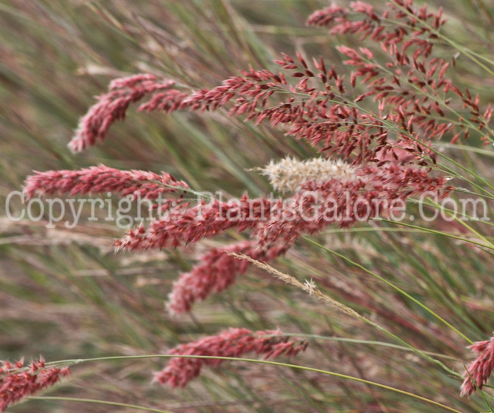 PGC-G-Melinus-nerviglumis-aka-Savannah-Grass-1