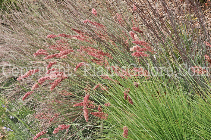 PGC-G-Melinus-nerviglumis-aka-Savannah-Grass-3