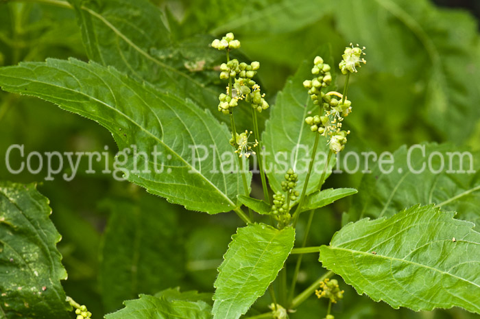 PGC-A-Mercurialis-annua-aka-Herb-Mercury-0913-2