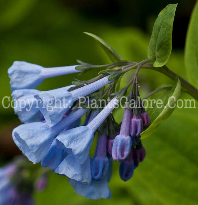 PGC-P-Mertensia-virginica-aka-Virginia-Bluebells-0514i-12