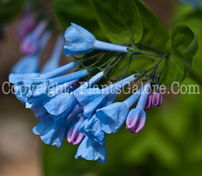 PGC-P-Mertensia-virginica-aka-Virginia-Bluebells-0514i-7