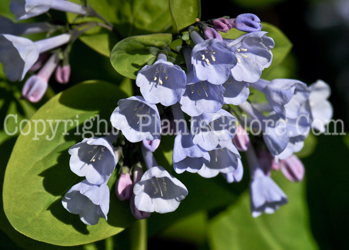 PGC-P-Mertensia-virginica-aka-Virginia-Bluebells-1