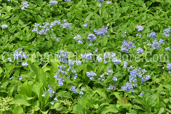 PGC-P-Mertensia-virginica-aka-Virginia-Bluebells-13-3