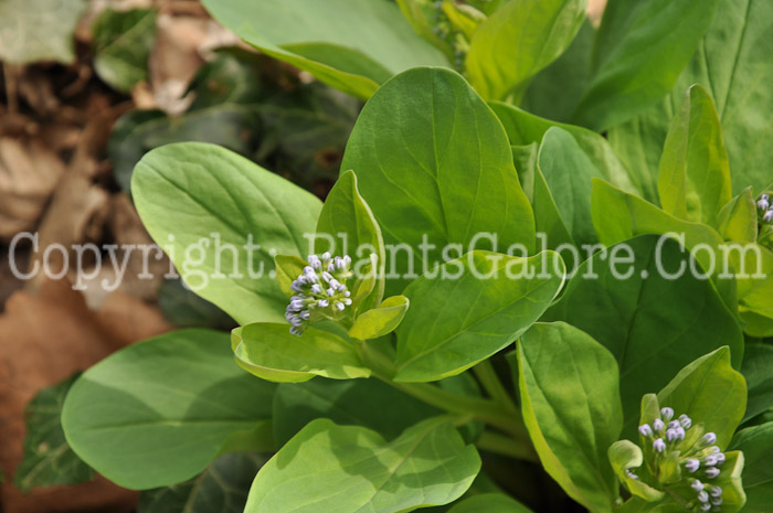 PGC-P-Mertensia-virginica-aka-Virginia-Bluebells-2