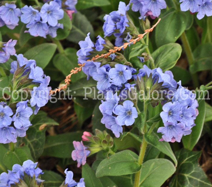 PGC-P-Mertensia-virginica-aka-Virginia-Bluebells-3