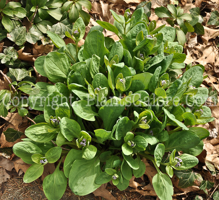 PGC-P-Mertensia-virginica-aka-Virginia-Bluebells-5