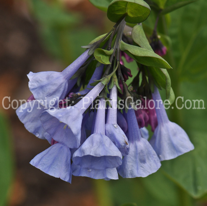 PGC-P-Mertensia-virginica-aka-Virginia-Bluebells-7