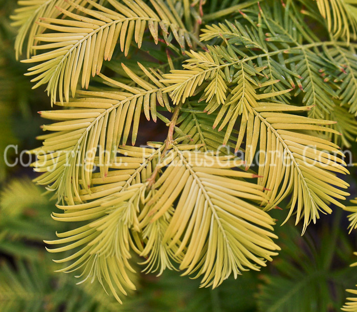 PGC-T-Metasequoia-glyptostroboides-Gold-Rush-1-1