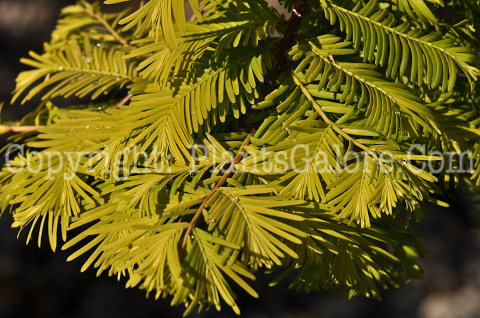 PGC-T-Metasequoia-glyptostroboides-Gold-Rush-2010-40