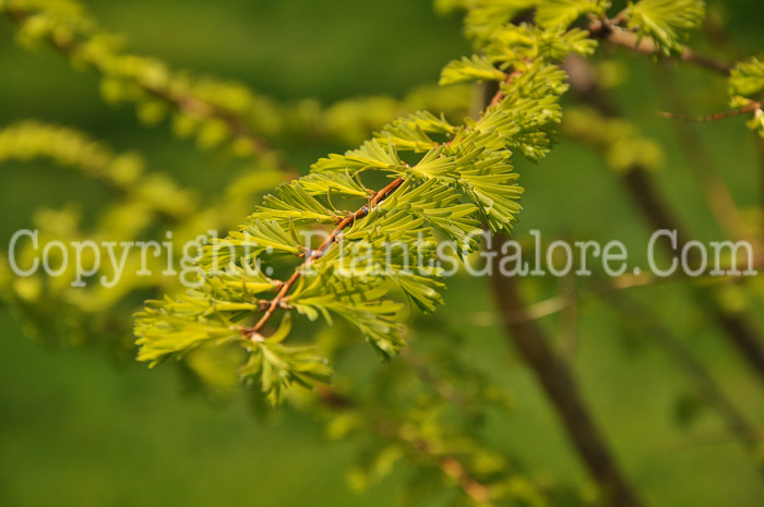 PGC-T-Metasequoia-glyptostroboides-Gold-Rush-3