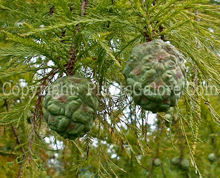 PGC-T-Metasequoia-glyptostroboides-aka-Dawn-Redwood-fruit-1