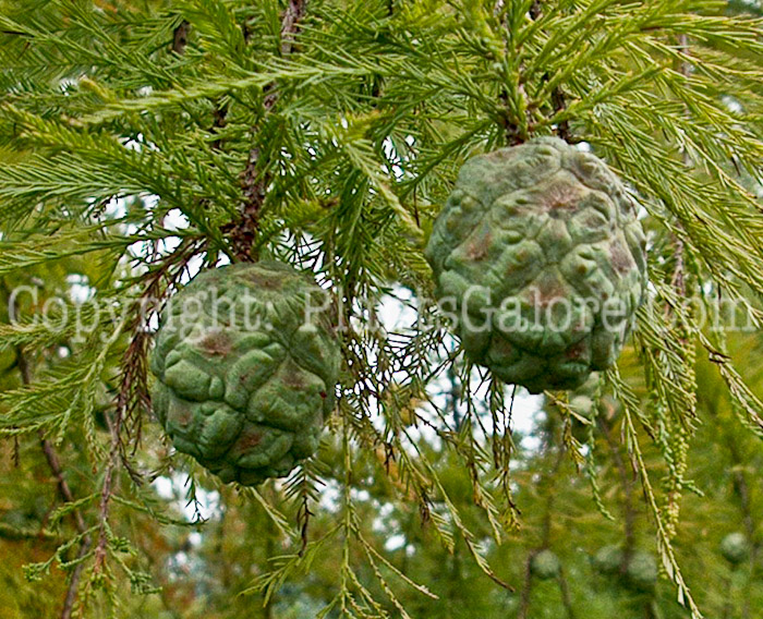 PGC-T-Metasequoia-glyptostroboides-aka-Dawn-Redwood-fruit-1