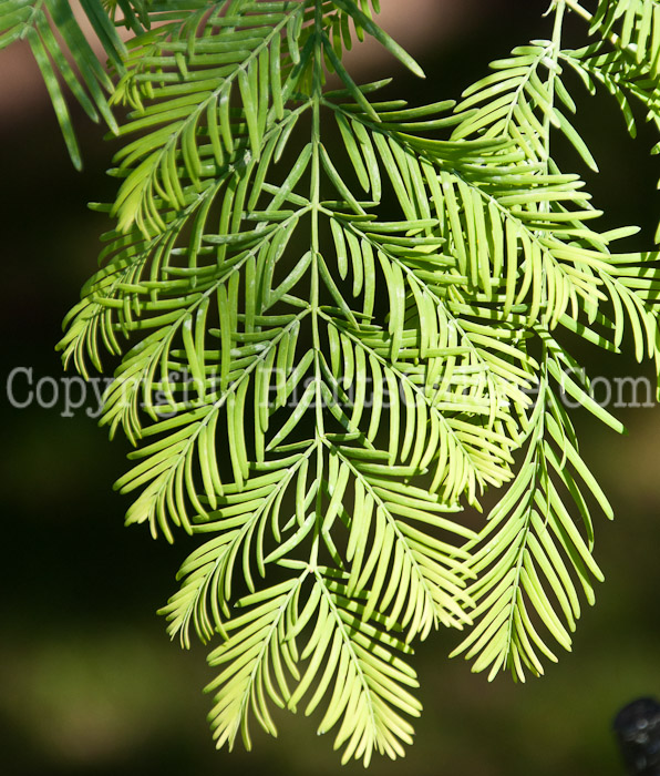PGC-T-Metasequoia-glyptostroboides-aka-Dawn-Redwood-leaf1-1