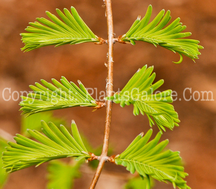 PGC-T-Metasequoia-glyptostroboides-aka-Dawn-Redwood-leaf1-2