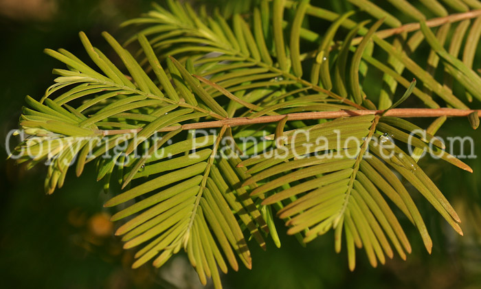 PGC-T-Metasequoia-glyptostroboides-aka-Dawn-Redwood-leaf1-3