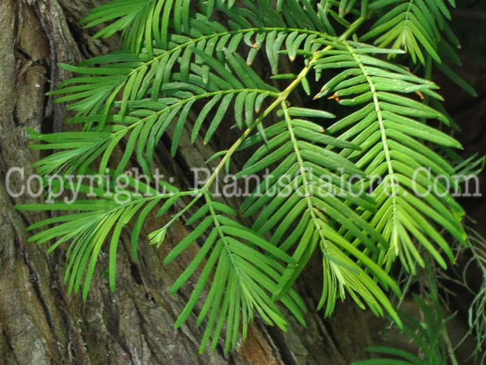 PGC-T-Metasequoia-glyptostroboides-aka-Dawn-Redwood-leaf1-5