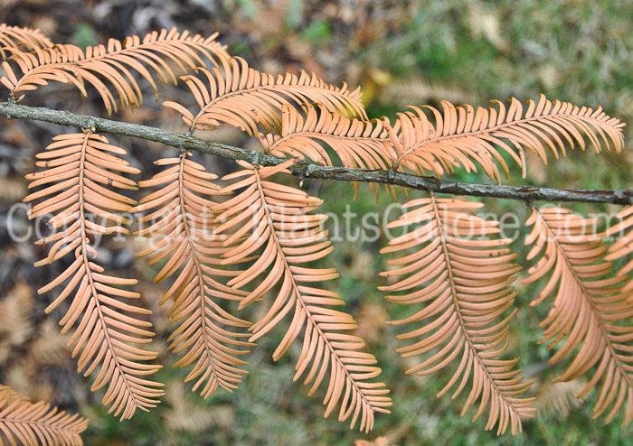 PGC-T-Metasequoia-glyptostroboides-aka-Dawn-Redwood-leaf2-3