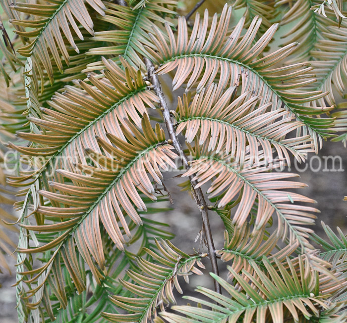 PGC-T-Metasequoia-glyptostroboides-aka-Dawn-Redwood-leaf2-4