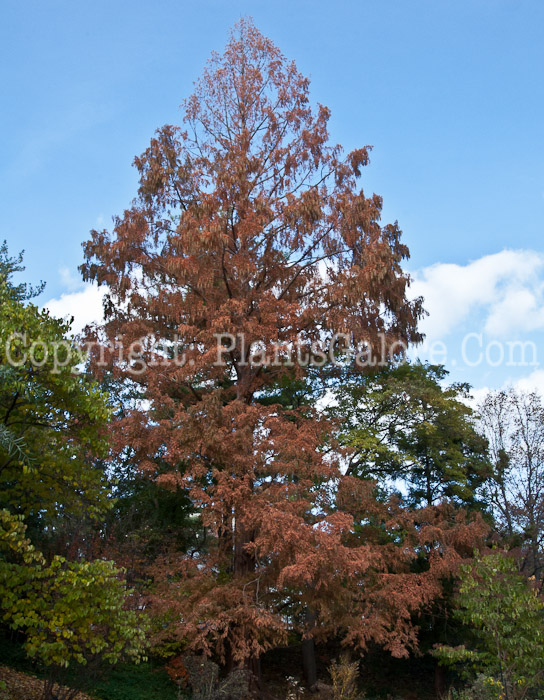 PGC-T-Metasequoia-glyptostroboides-aka-Dawn-Redwood-tree-1