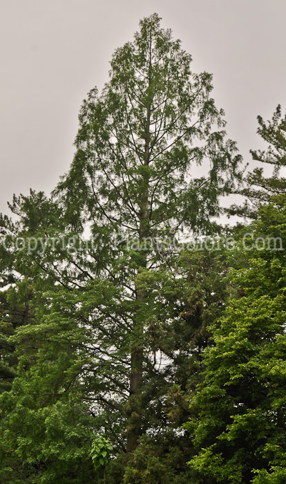 PGC-T-Metasequoia-glyptostroboides-aka-Dawn-Redwood-tree-3