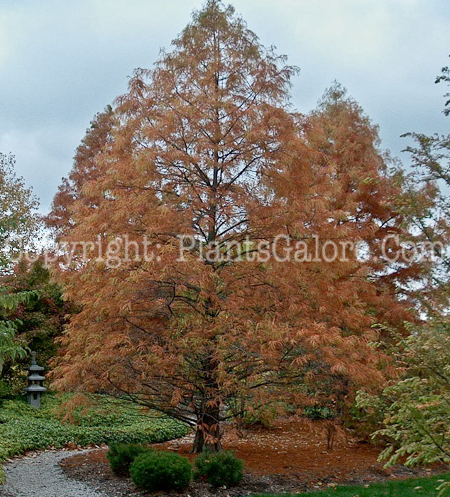 PGC-T-Metasequoia-glyptostroboides-aka-Dawn-Redwood-tree-4