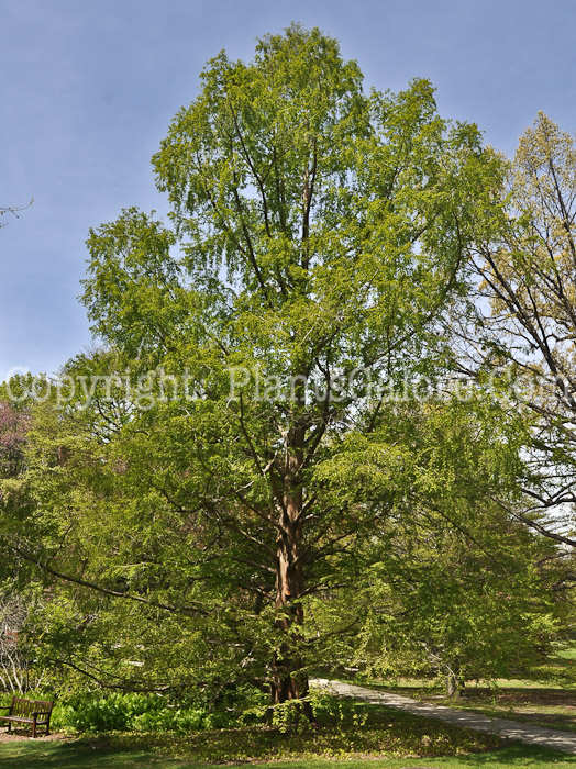 PGC-T-Metasequoia-glyptostroboides-aka-Dawn-Redwood-tree-7