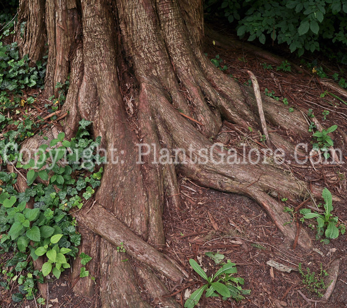 PGC-T-Metasequoia-glyptostroboides-aka-Dawn-Redwood-trunks-1