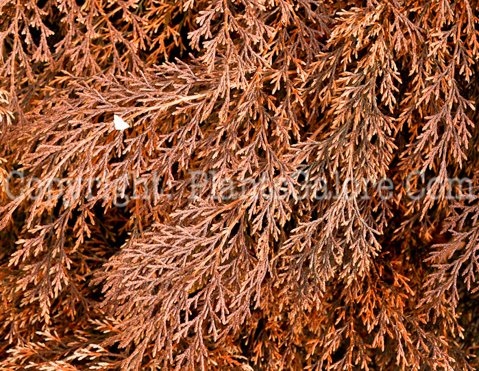 PGC-S-Microbiota-decussata-aka-Russian-Arborvitae-1