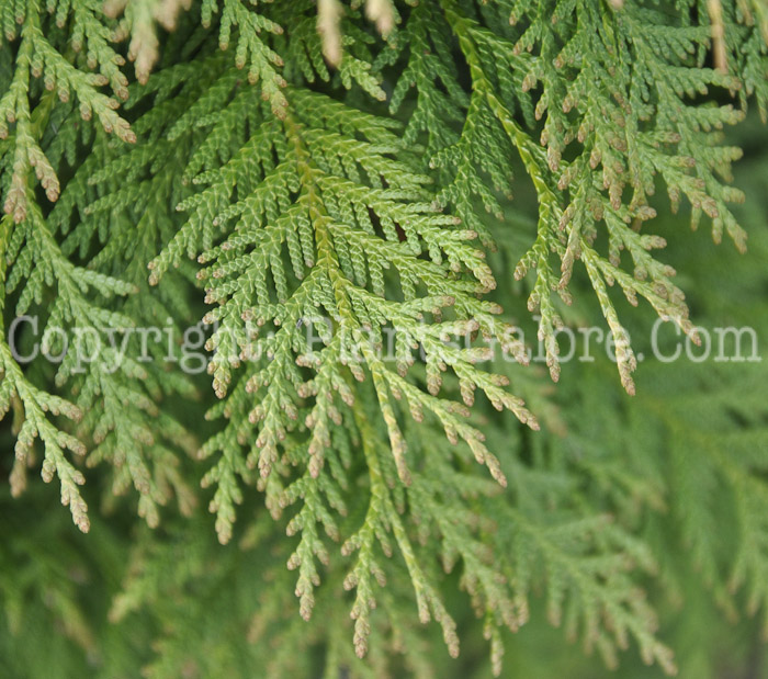 PGC-S-Microbiota-decussata-aka-Russian-Arborvitae-3