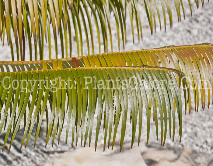 PGC-T-Microcycas-calocoma-aka-Microcycas-0114-2