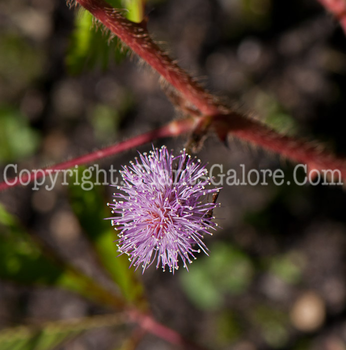 PGC-P-Mimosa-pudica-aka-Sensitive-Plant-0514-1