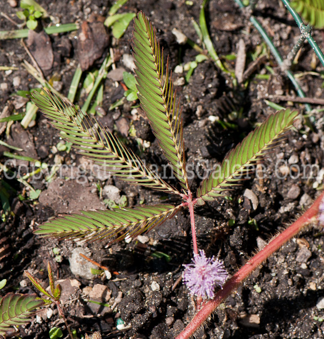 PGC-P-Mimosa-pudica-aka-Sensitive-Plant-0514-2