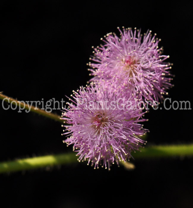 PGC-S-Mimosa-pudica-0k2x-0002