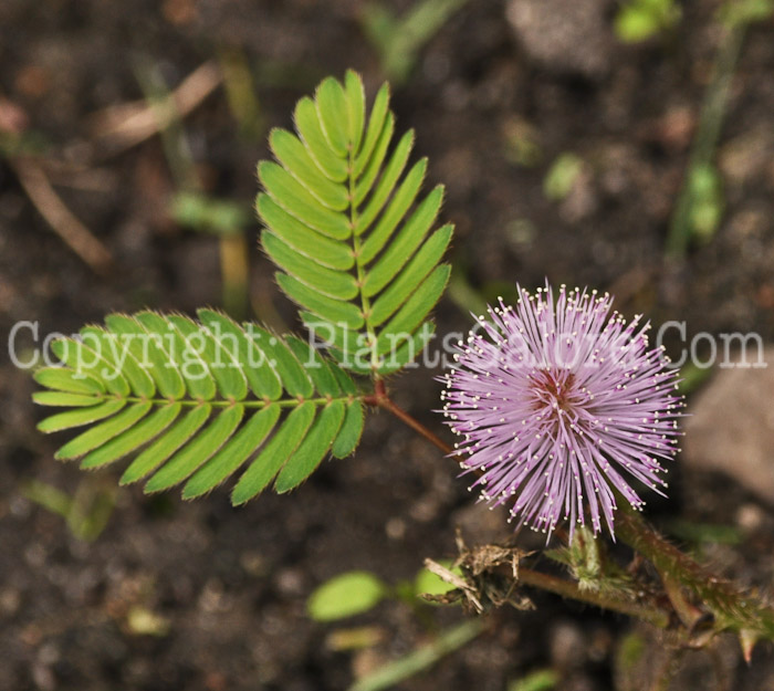 PGC-S-Mimosa-pudica-MSU-8-2011-001