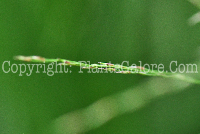 PGC-G-Molina-caerulea-ssp-arundinacea-Transparent-aka-Tall-Purple-Moor-Grass-813v-1