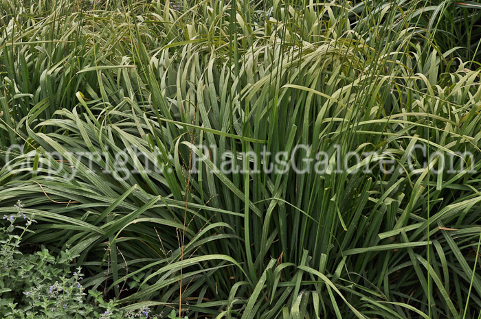 PGC-G-Molinia-caerulea-arundinaceae-Karle-Foerster-aka-Tall-Purple-Moor-GrassMSU-8-2011-03