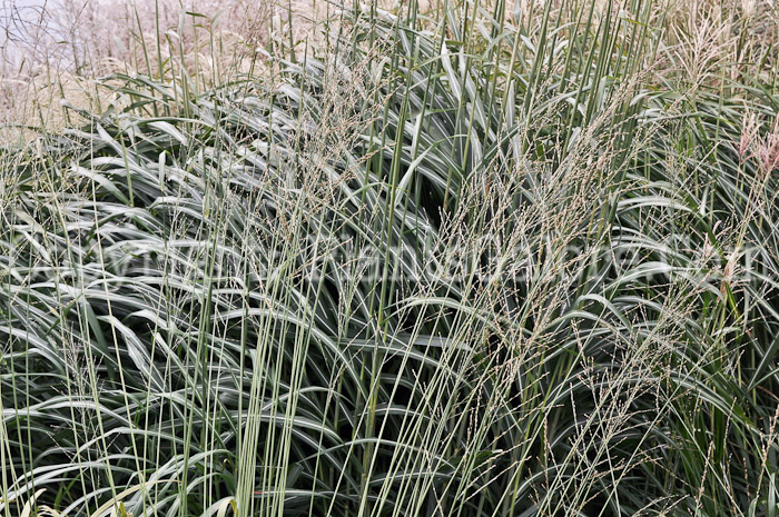 PGC-G-Molinia-caerulea-arundinaceae-Karle-Foerster-aka-Tall-Purple-Moor-Grass-1