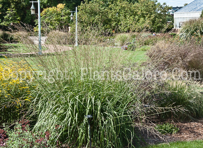 PGC-G-Molinia-caerulea-ssp-arundinacea-Skyracer-aka-Tall-Purple-Moor-Grass-1013h-1
