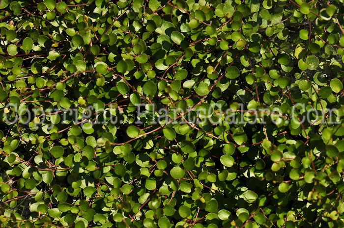 PGC-V-Muehlenbeckia-axillaris-aka-Creeping-Wire-Vine-1