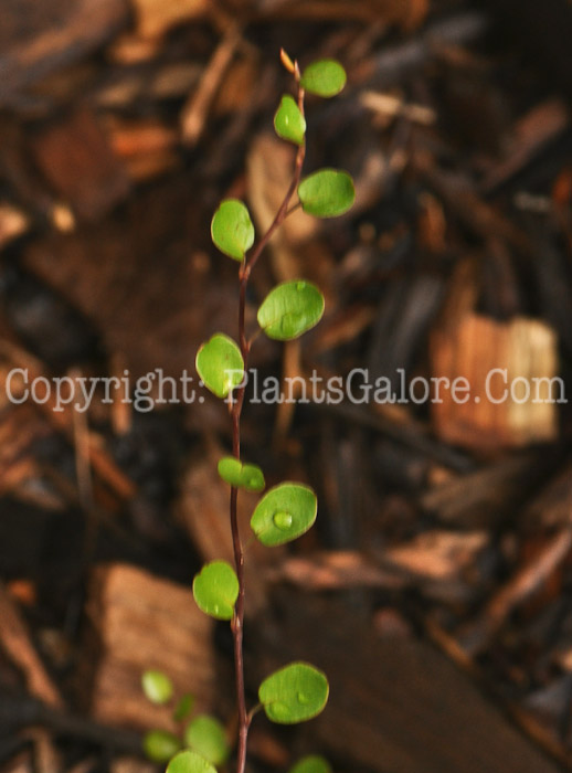 PGC-V-Muehlenbeckia-axillaris-aka-Creeping-Wire-Vine-3