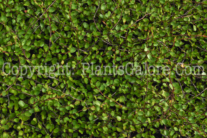 PGC-V-Muehlenbeckia-axillaris-aka-Creeping-Wire-Vine-4