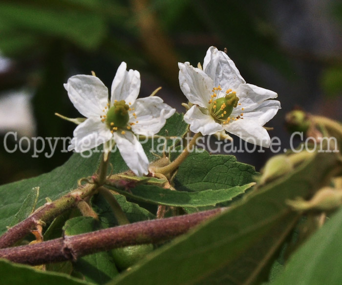 PGC-T-Muntingia-calabura-aka-Strawberry-Tree-2013-2